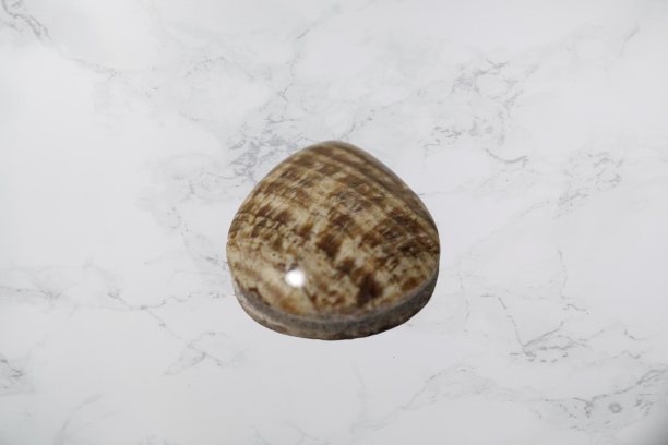 ARAGONITA RANURADA DE 3.8CM. GOTA PR115